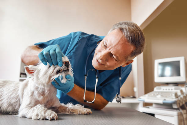 Best Emergency Treatment for Dental Infections or Abscesses in Sisseton, SD